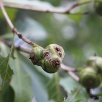 Morinda coreia Buch.-Ham.